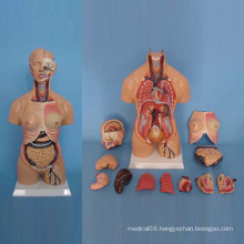 Amphoteric Human Torso Abdomen Anatomy Model for Medical Demonstration